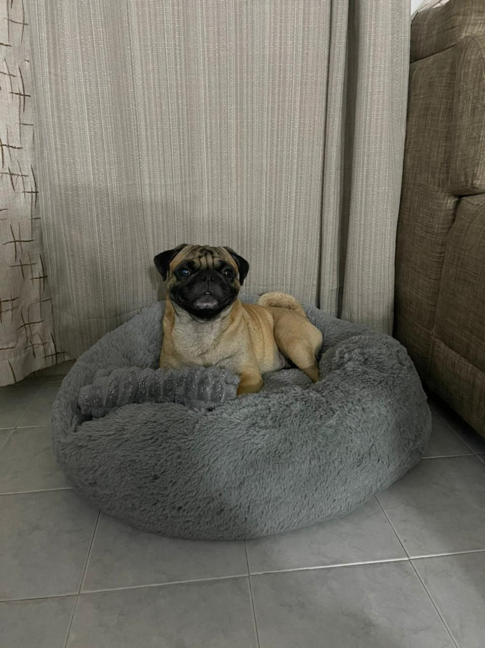 Camas para perro y gato Anti-estres - L