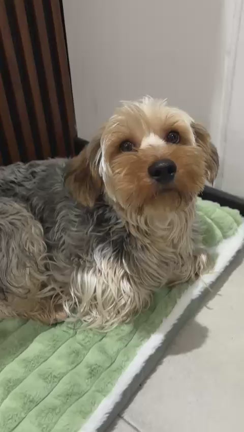 Cama Ortopedica para mascotas