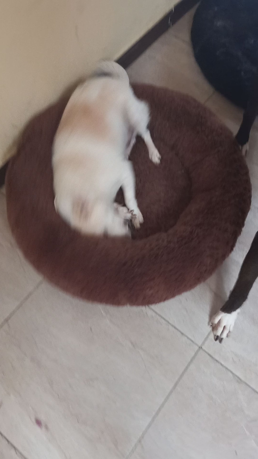 Camas para perro y gato Anti-estres - L